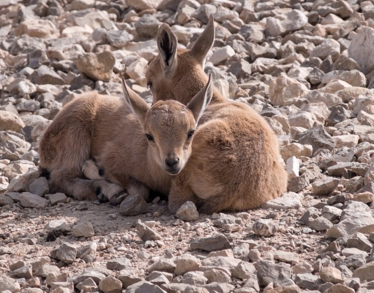 Juvenile Nubian ibex (50832)