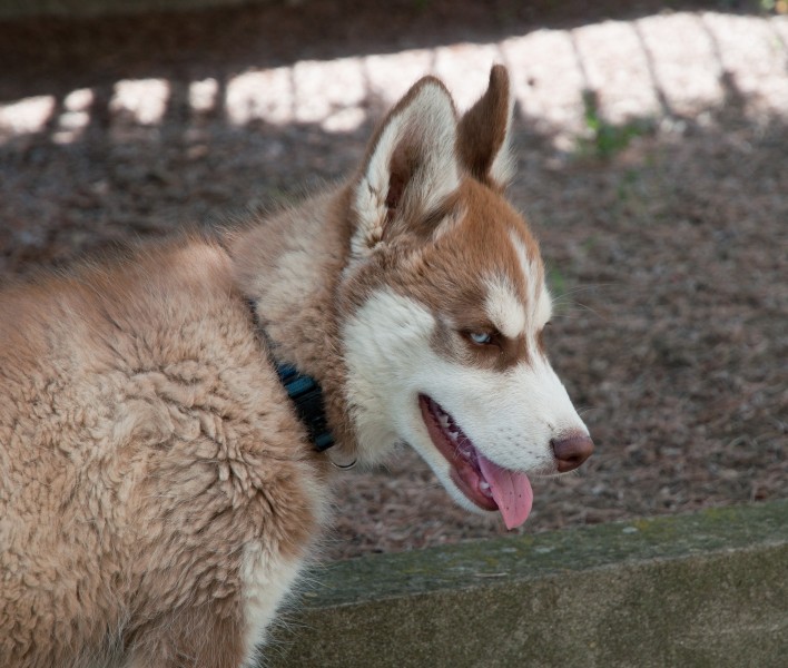 Juvenile Siberian Husky
