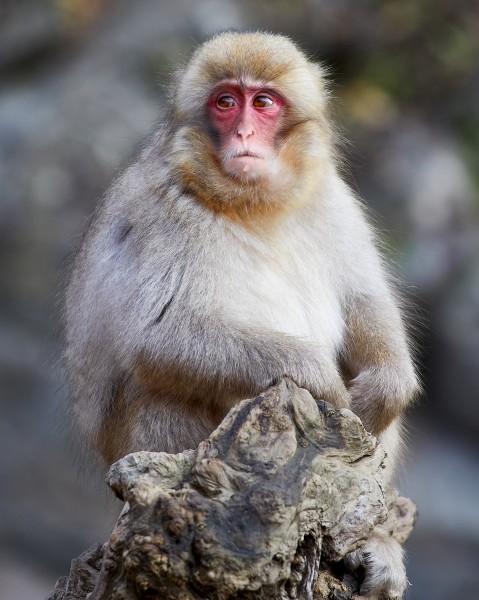 Juveniler Japanmakak (Macaca fuscata) im Jigokudani Yaen Kōen