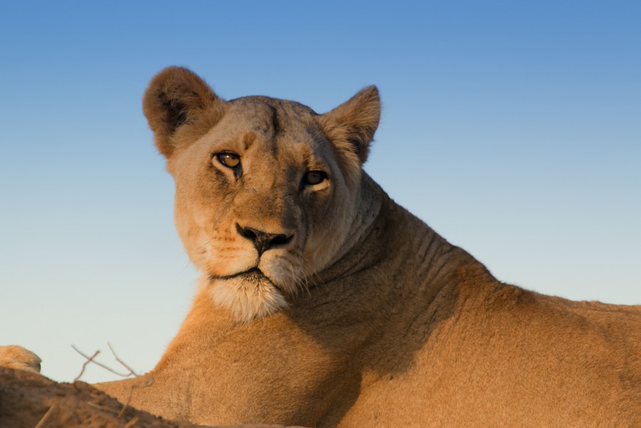 Kalahari lion (Panthera leo) female