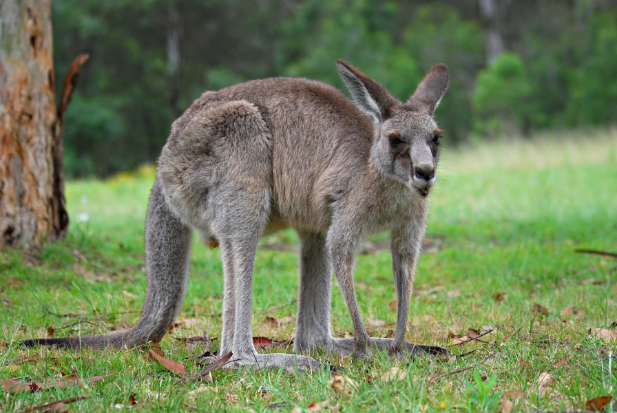 Kangaroo Australia 01 11 2008 - retouch