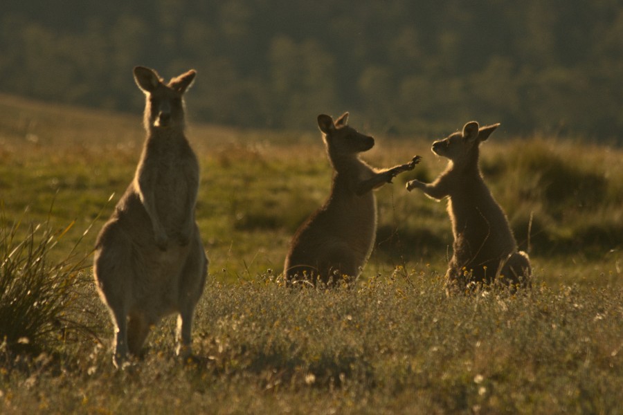 Kangaroo fight in the golden hour