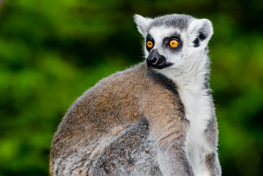 Katta-Zoo-Muenster