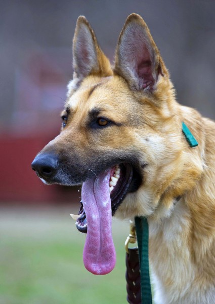 Keefer, a search and rescue dog, stands with his tongue out while training at the Department Homeland Security's Basic Cadaver Course at the Search and Rescue Training Center, Camp Atterbury Joint Maneuver 100321-A-MG787-019