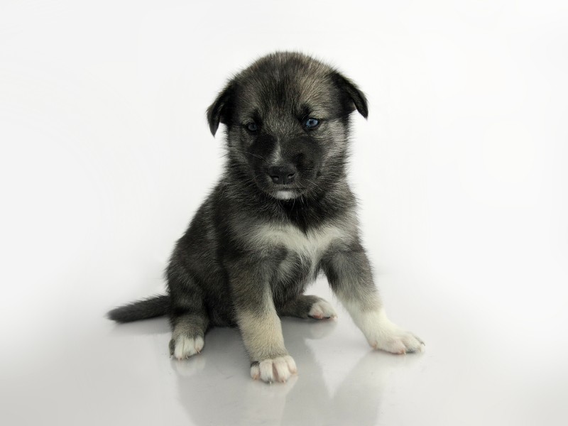 Keeshond Sibirian Husky crossbreed puppy