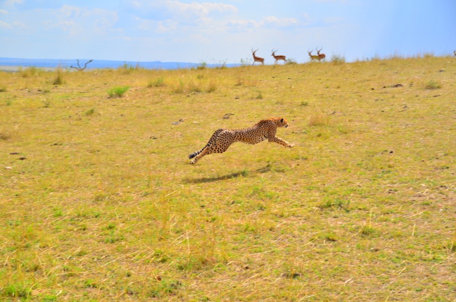 Kenia 2012 (87)