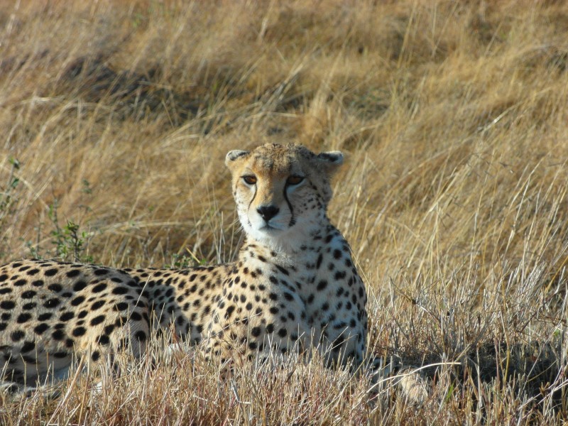 Kenya Keekorok 2013 Cheetah, Safari - panoramio (1)