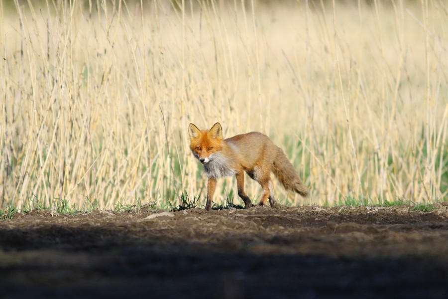 Kettu (Vulpes vulpes), Inttilä, Luonnonmaa, Naantali, 13.5.2012 (6)