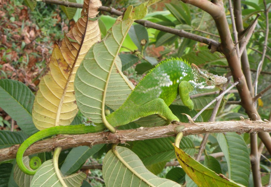 Kinyongia fischeri on Usambara Mountains