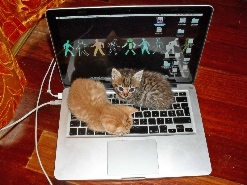 Kitten Laptop