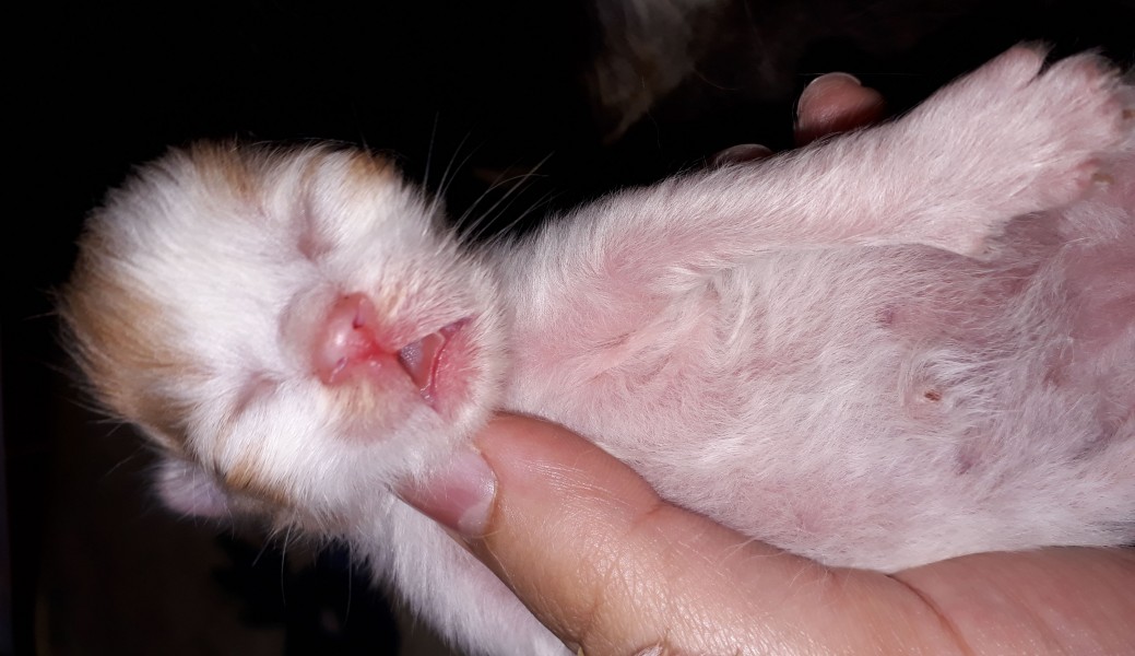 Kitten with open mouth held by human hand