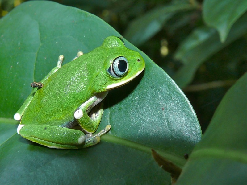 Kivu Treefrog (Leptopelis kivuensis) (7073641407)