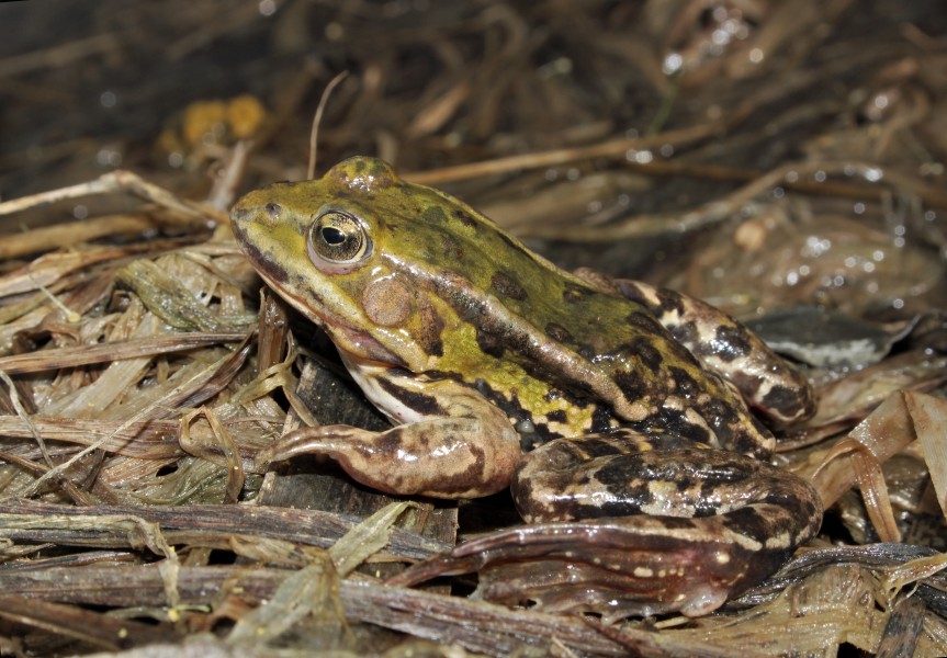 Kleiner-wasserfrosch-pelophylax-lessonae
