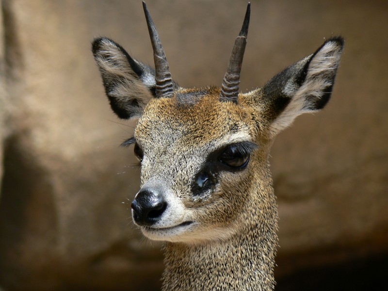 Klipspringer (Oreotragus oreotragus) head