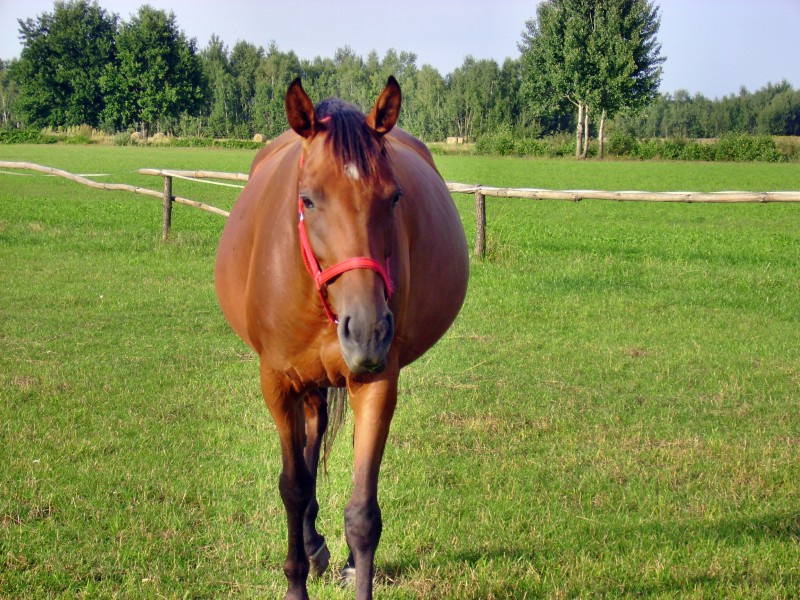 Koń - panoramio (1)