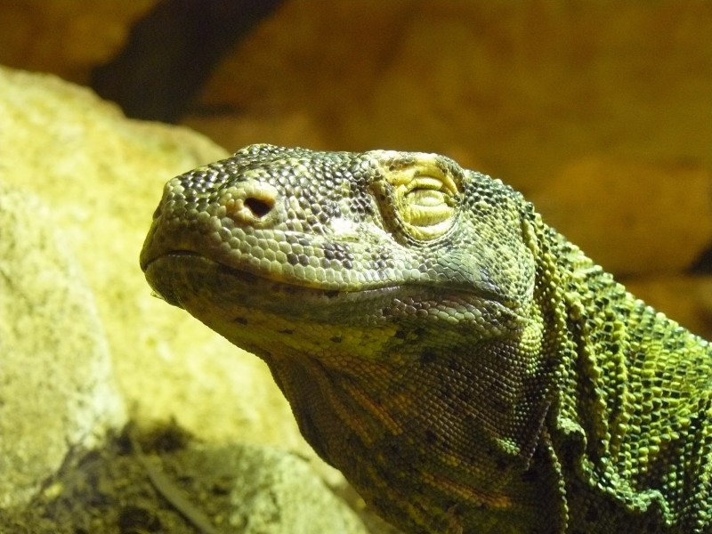 Komodo dragon, Zoo, Budapest 2