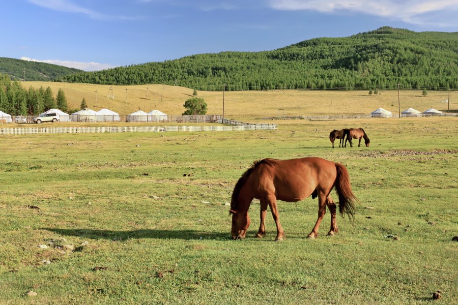 Konie mongolskie w Parku Narodowym Gorchi-Tereldż 01