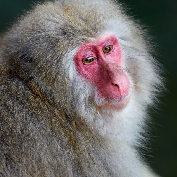 Kopfstudie eines Japanmakaken (Macaca fuscata) im Jigokudani Yaen Kōen, Japan