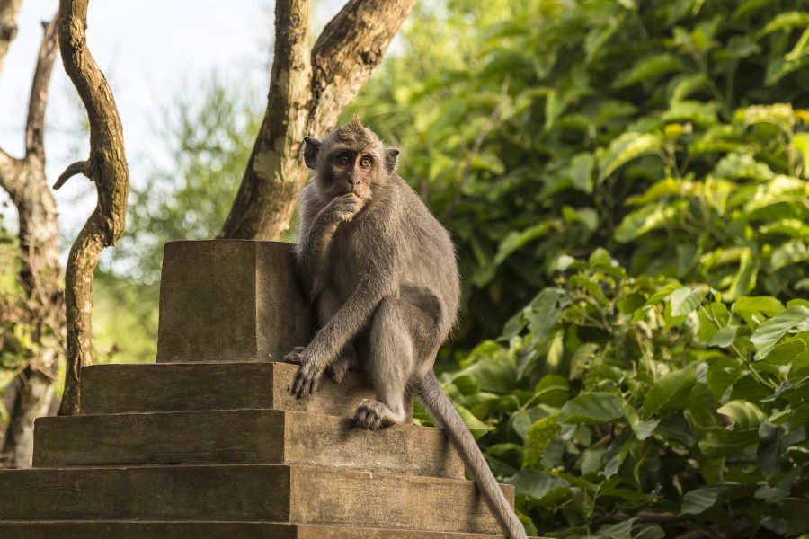 Kuta Bali Indonesia Pura-Luhur-Uluwatu-Monkeys-01