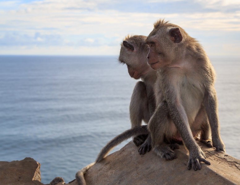Kuta Bali Indonesia Pura-Luhur-Uluwatu-Monkeys-03
