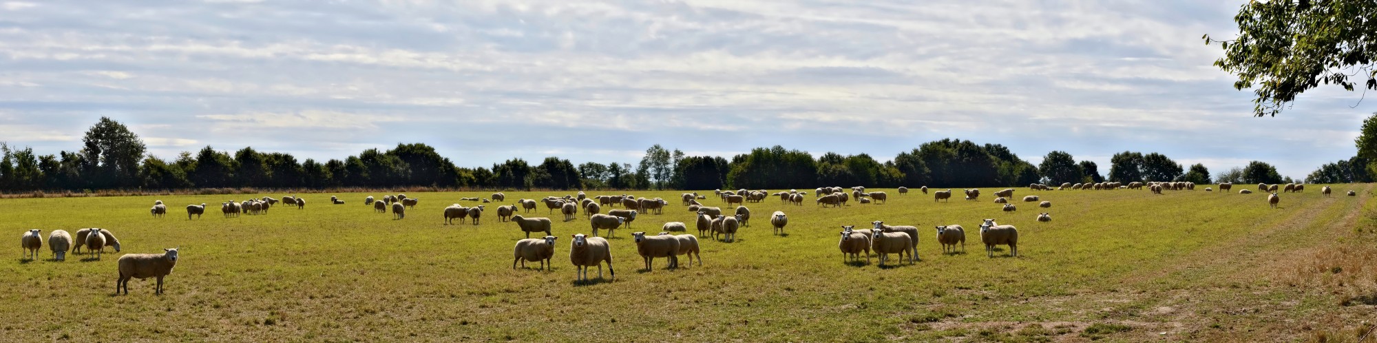La Chapelle-Bâton 86 Moutons 2013