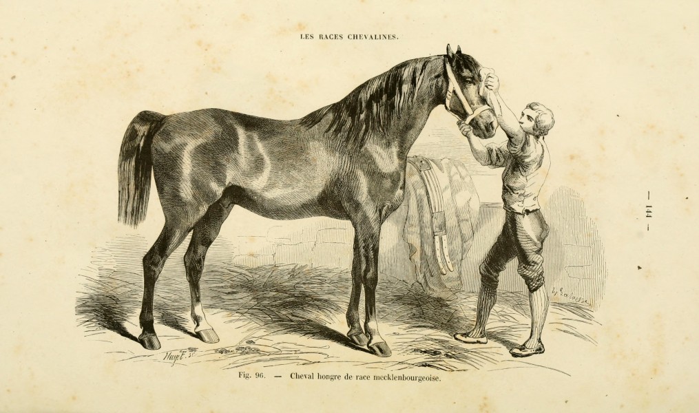 La connaissance générale du cheval (Page 144, Fig. 96) BHL17109511