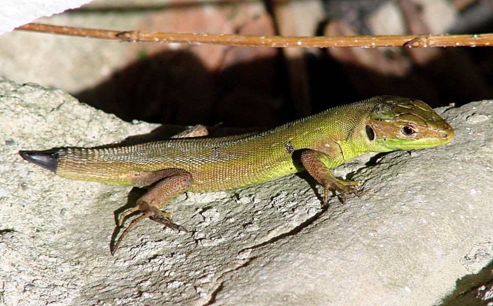 Lézard33