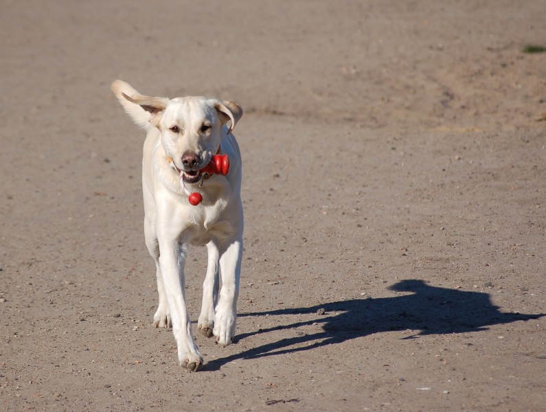 Labrador retriever beim apportieren