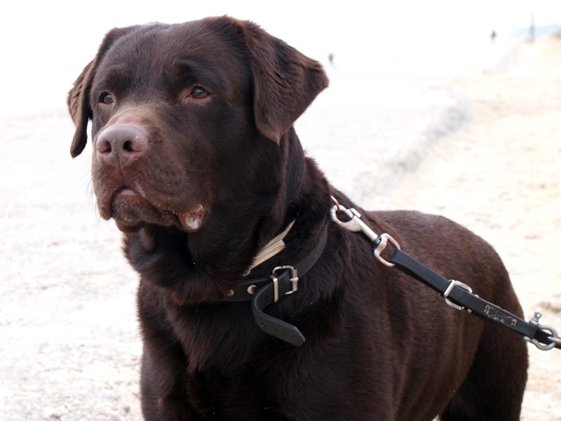 Labrador Retriever Chocolate Brown Portrait - Sam