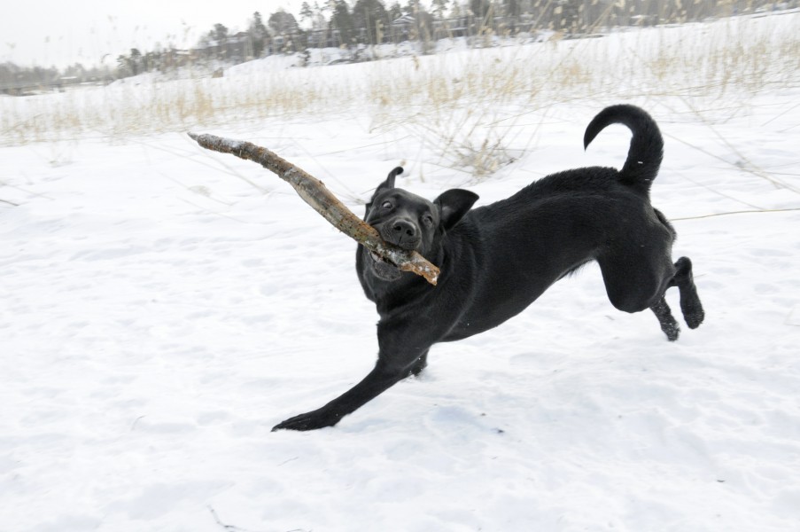 Labrador retriever playing with a stick in snow