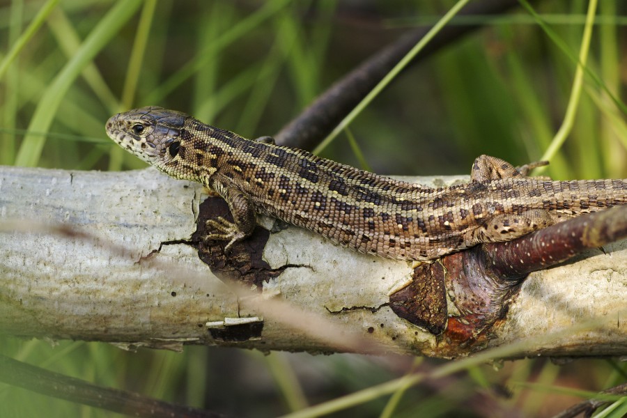 Lacerta agilis LC0388