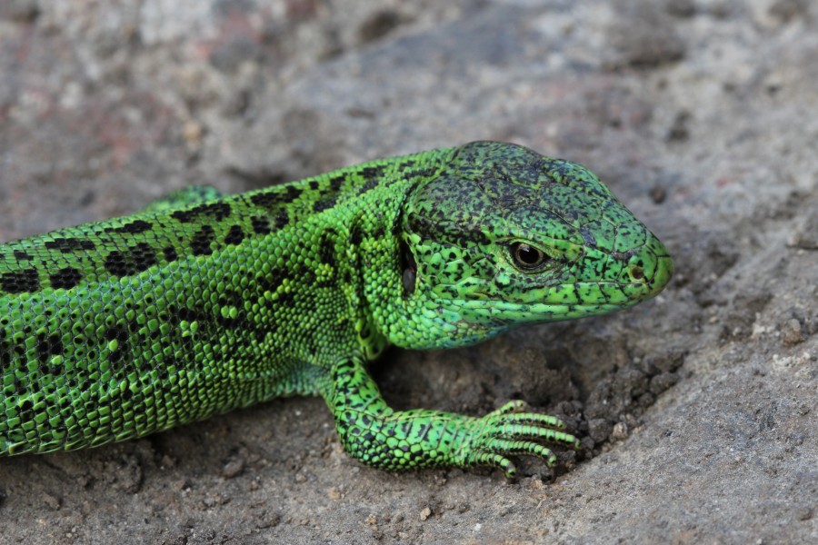 Lacerta agilis male 2013 G4