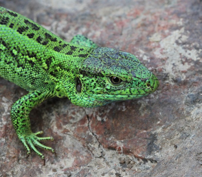 Lacerta agilis male 2013 G5