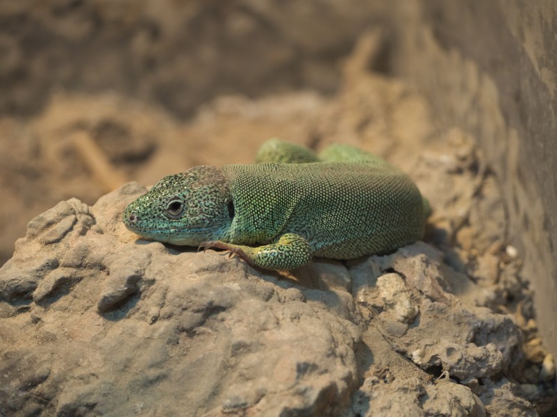 Lacerta trilineata 4823