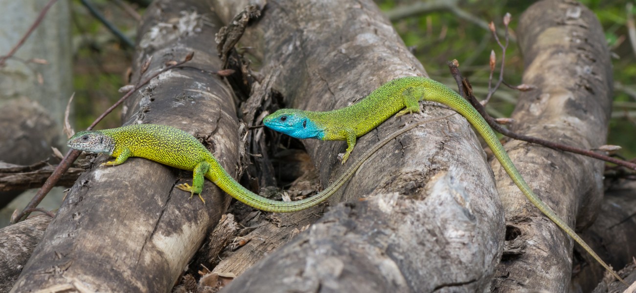 Lacerta viridis - couple 02