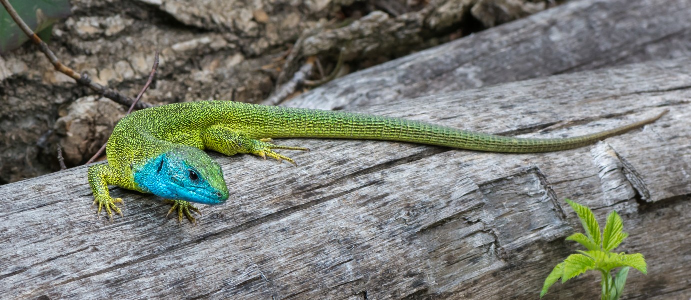 Lacerta viridis - male 02