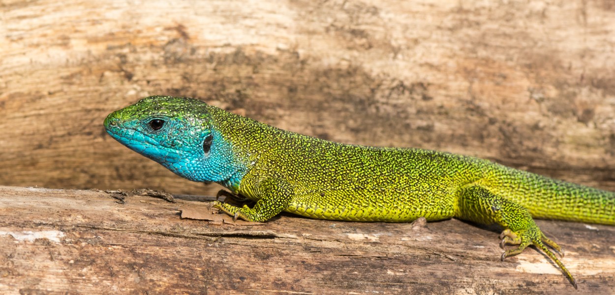 Lacerta viridis - male 03