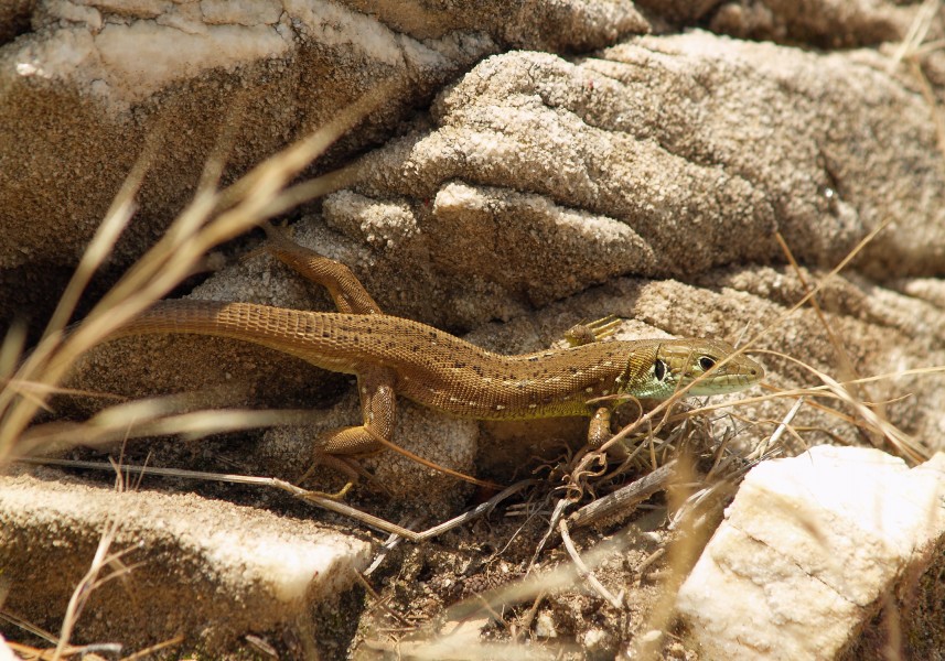 Lacerta viridis LC0059