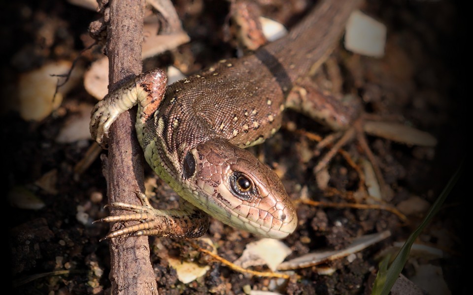 Lacertidae (Germany,Eppelheim) focus-stacked