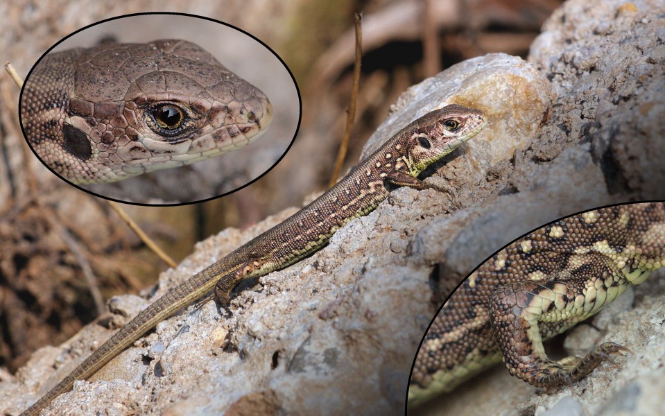 Lacertidae (Germany,Eppelheim) montage with details