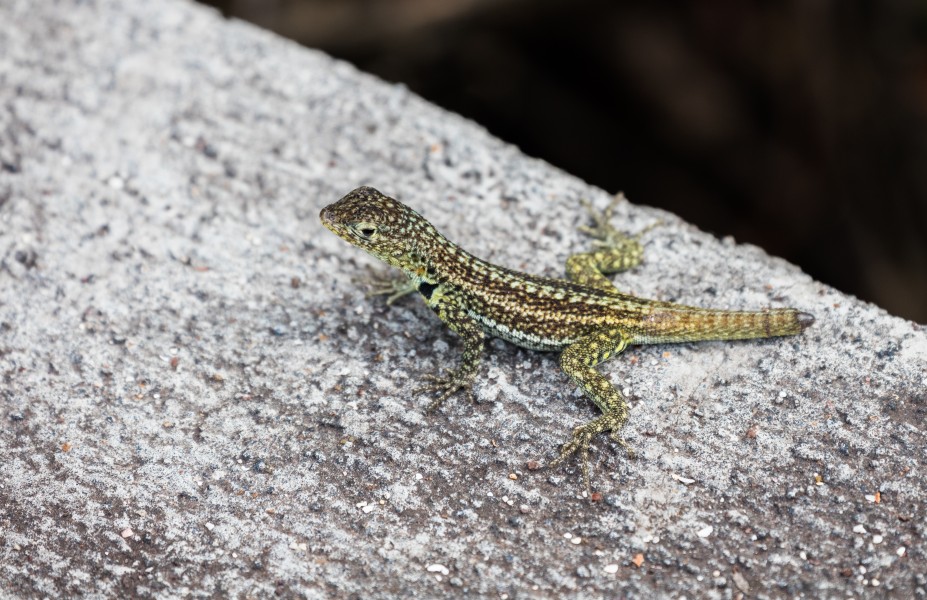 Lagartija de lava de Galápagos (Microlophus albemarlensis), isla Santa Cruz, islas Galápagos, Ecuador, 2015-07-26, DD 18