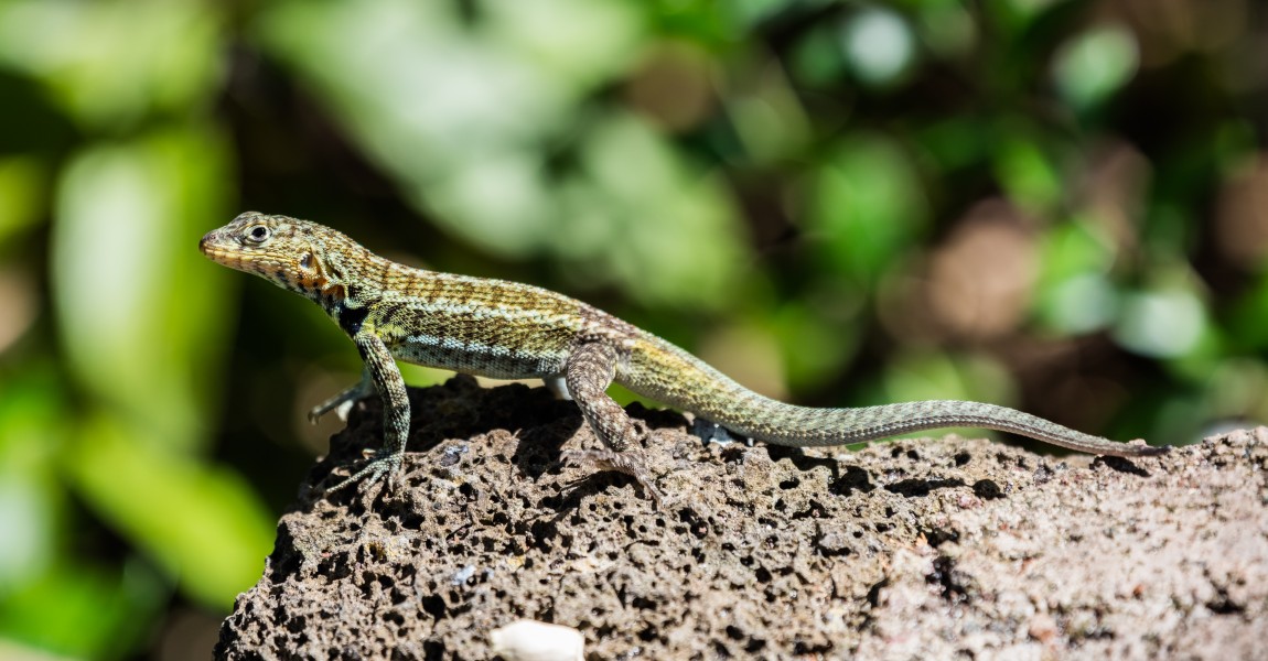 Lagartija de lava de Galápagos (Microlophus albemarlensis), isla Santa Cruz, islas Galápagos, Ecuador, 2015-07-26, DD 19