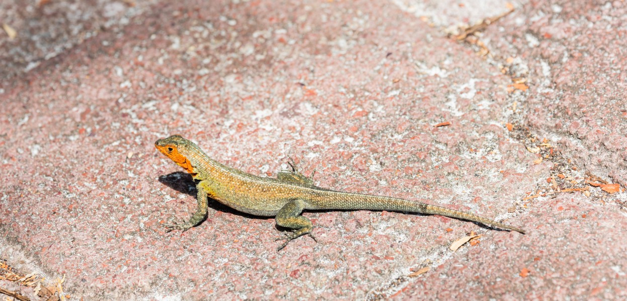 Lagartija de lava de Galápagos (Microlophus albemarlensis), isla Santa Cruz, islas Galápagos, Ecuador, 2015-07-26, DD 21
