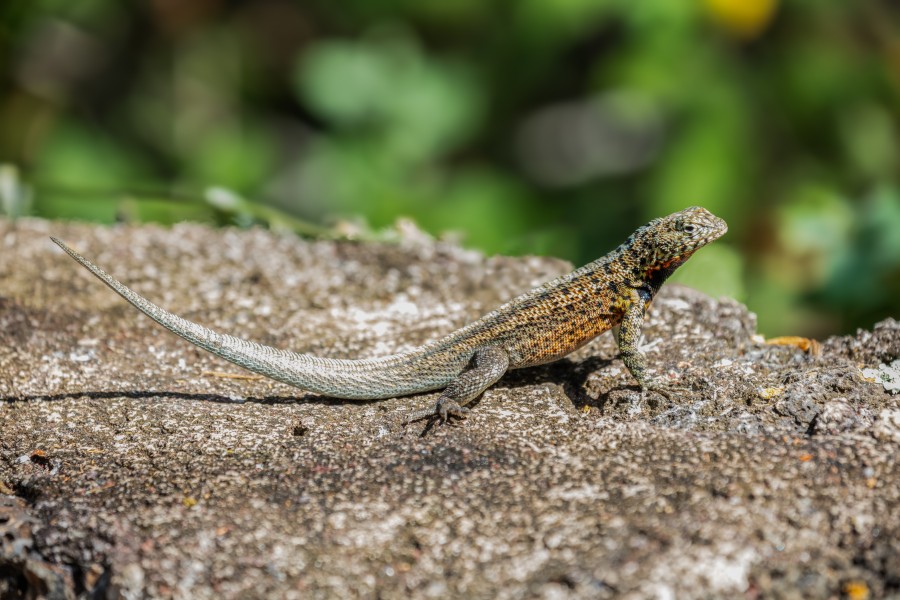 Lagartija de lava de Galápagos (Microlophus albemarlensis), isla Santa Cruz, islas Galápagos, Ecuador, 2015-07-26, DD 22
