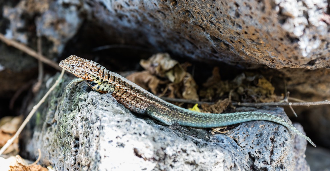 Lagartija de lava de Galápagos (Microlophus albemarlensis), isla Santa Cruz, islas Galápagos, Ecuador, 2015-07-26, DD 24