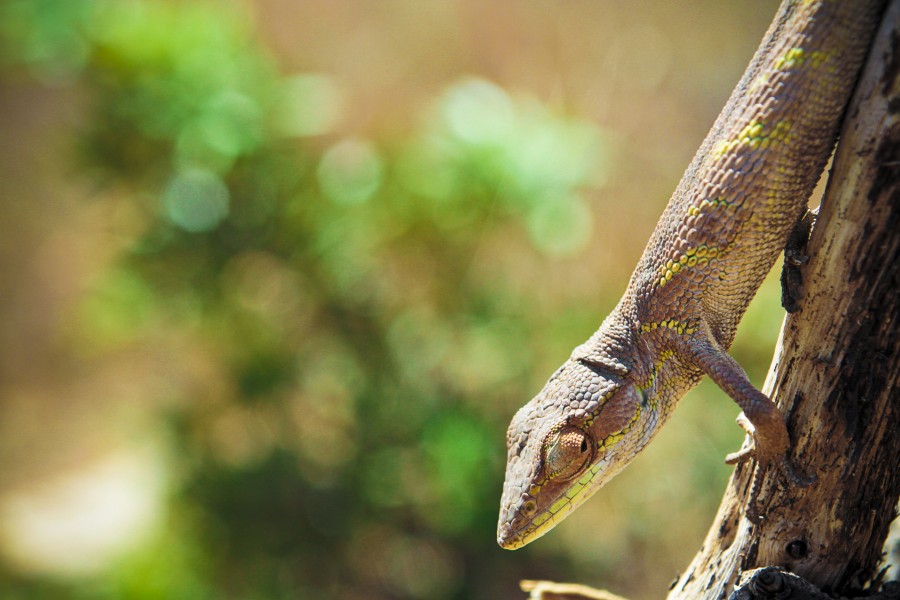 Lagarto 2