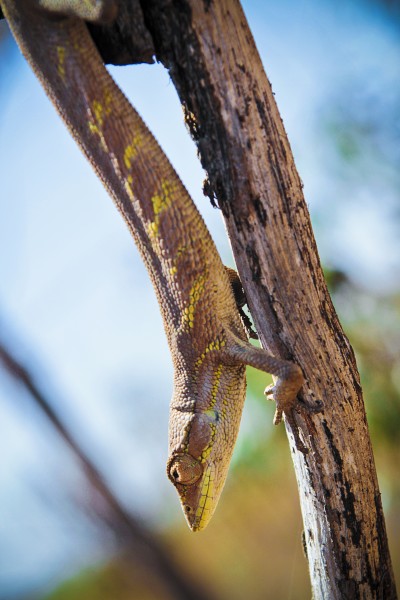 Lagarto 3