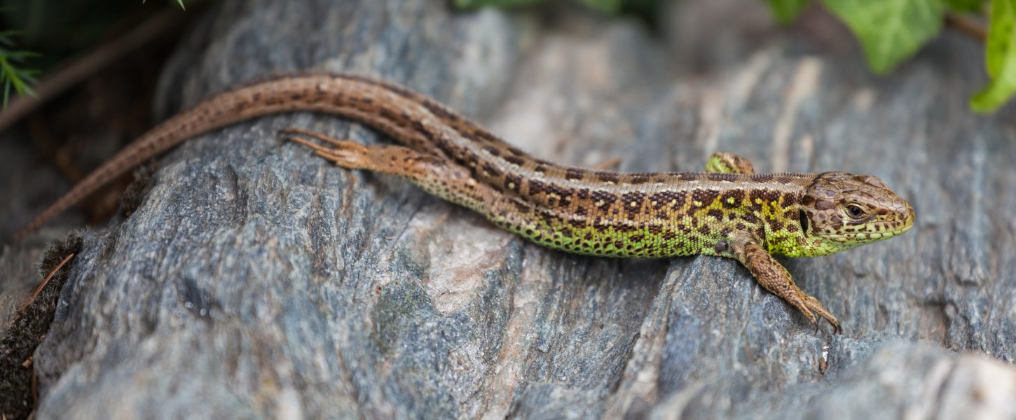 Lagarto ágil (Lacerta agilis), Jardín Botánico, Múnich, Alemania, 2013-09-08, DD 02