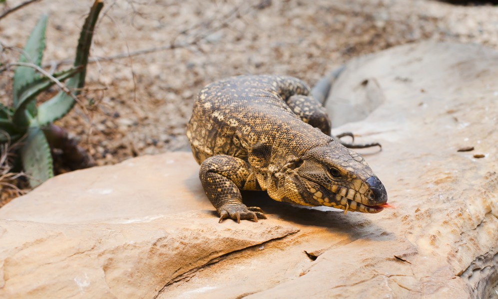 Lagarto blanco (Tupinambis merianae), Tierpark Hellabrunn, Múnich, Alemania, 2012-06-17, DD 01