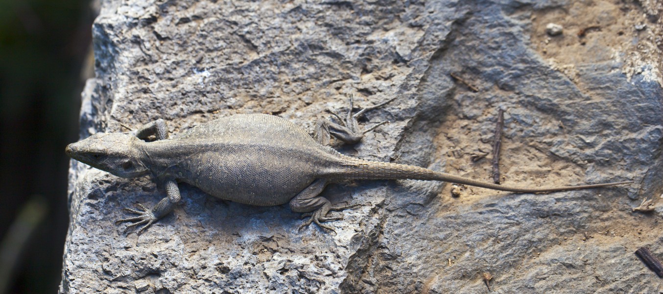 Lagarto tizón (Gallotia galloti), Icod de los Vinos, Tenerife, España, 2012-12-13, DD 10